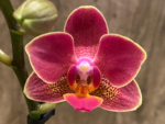Double Spikes Phalaenopsis I-Hsin Black Cherries (3.5" pot) - Image 3