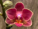 Double Spikes Phalaenopsis I-Hsin Black Cherries (3.5" pot) - Image 4