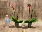 Double Spikes Phalaenopsis I-Hsin Black Cherries (3.5" pot) - Image 5