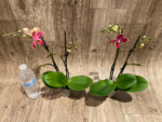 Double Spikes Phalaenopsis I-Hsin Black Cherries (3.5" pot) - Image 6