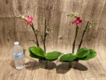 Double Spikes Phalaenopsis I-Hsin Black Cherries (3.5" pot) - Image 7