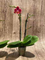 Double Spikes Phalaenopsis I-Hsin Black Cherries (3.5" pot) - Image 8