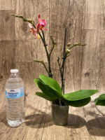 Double Spikes Phalaenopsis I-Hsin Black Cherries (3.5" pot) - Image 9