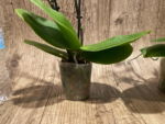 Double Spikes Phalaenopsis I-Hsin Black Cherries (3.5" pot) - Image 10