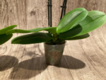 Double Spikes Phalaenopsis I-Hsin Black Cherries (3.5" pot) - Image 11