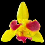 Pot. Burana Beauty ‘Burana’