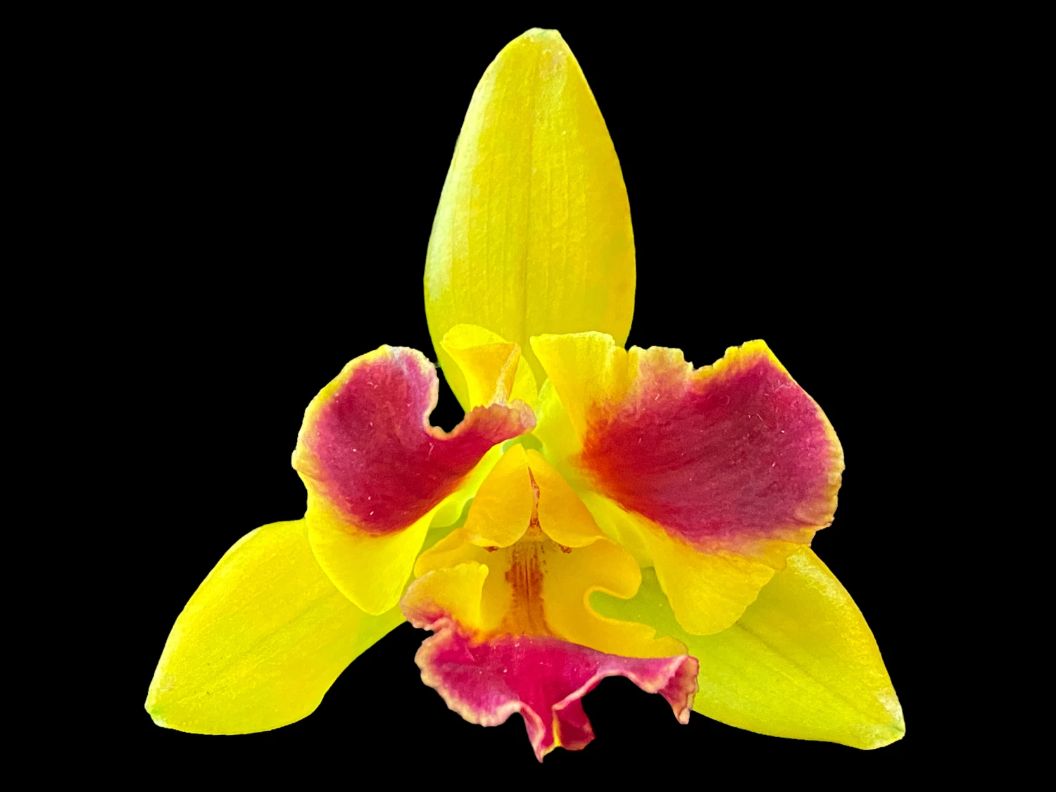 Pot. Burana Beauty ‘Burana’ Pot. Burana Beauty ‘Burana’