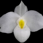 Paph. Delenatii var album (2” pot)