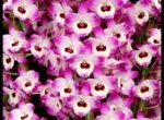 In Buds Fragrant - Dendrobium Asian Smile ‘Cutie Girl' (4” pot)