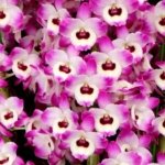 In Buds Fragrant - Dendrobium Asian Smile ‘Cutie Girl' (4” pot)