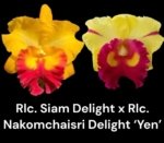 Rlc. Siam Delight x Rlc. Nakomchaisri Delight ‘Yen’ (5” pot)