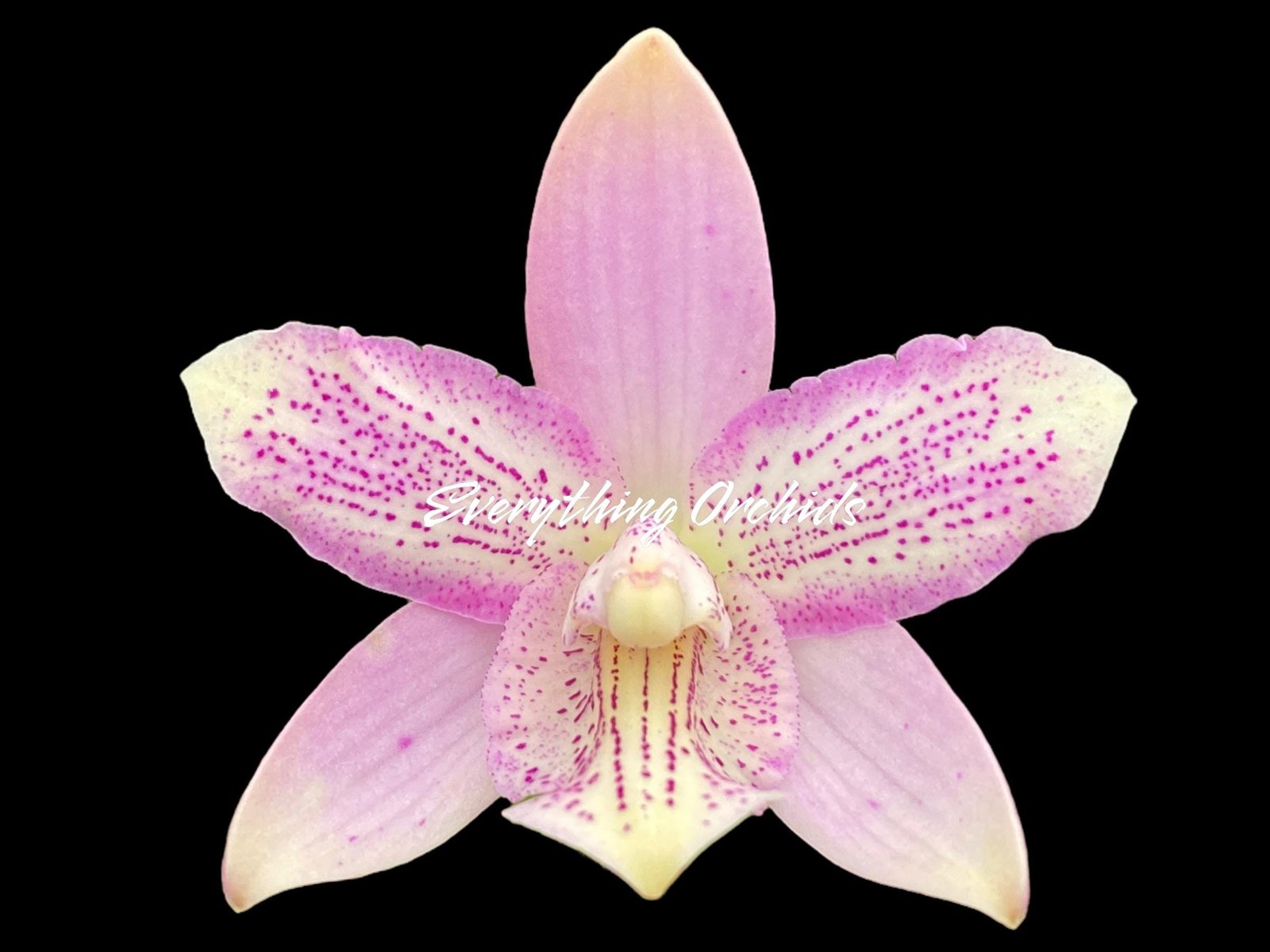 il_fullxfull.6624806600_g3g2.jpg Caulocattleya Chantilly Lace 'Twinkle' (C. El Dorado Splash x Caularthron bicornutum) (3.5” Pot) - Image 1