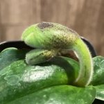 In Spike Paphiopedilum Topaz Charm x Greyi (2” pot)