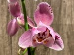 Double Spikes Phalaenopsis Dtps I-Hsin Fantastic World Peloric (4.5" pot) - Image 4