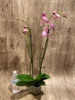 Double Spikes Phalaenopsis Dtps I-Hsin Fantastic World Peloric (4.5" pot) - Image 10