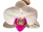 Double Spikes Phalaenopsis Shulong TWM-O1825 (3.5” Pot) - Image 2