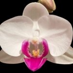 Double Spikes Phalaenopsis Shulong TWM-O1825 (3.5” Pot)