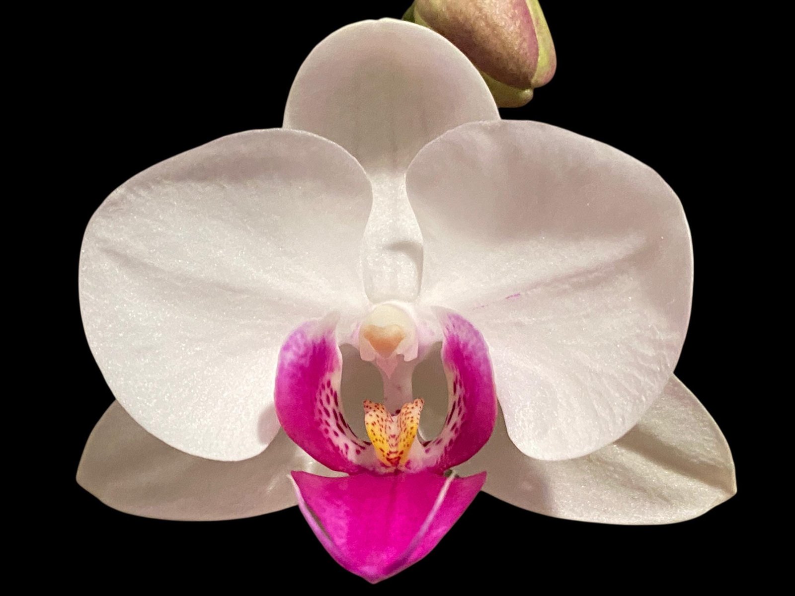 il_fullxfull.7485390582_krwf.jpg Double Spikes Phalaenopsis Shulong TWM-O1825 (3.5” Pot) - Image 1