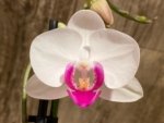 Double Spikes Phalaenopsis Shulong TWM-O1825 (3.5” Pot) - Image 3