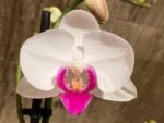 Double Spikes Phalaenopsis Shulong TWM-O1825 (3.5” Pot) - Image 4