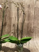 Double Spikes Phalaenopsis Shulong TWM-O1825 (3.5” Pot) - Image 7