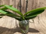 Double Spikes Phalaenopsis Shulong TWM-O1825 (3.5” Pot) - Image 10