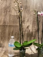 Double Spikes Phalaenopsis Shulong TWM-O1825 (3.5” Pot) - Image 9