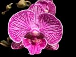 Double Spikes Phalaenopsis Shulong (3.5” Pot)