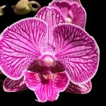 Double Spikes Phalaenopsis Shulong (3.5” Pot)