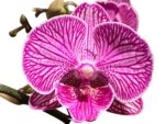 Double Spikes Phalaenopsis Shulong (3.5” Pot) - Image 2