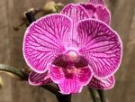 Double Spikes Phalaenopsis Shulong (3.5” Pot) - Image 3