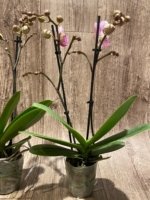 Double Spikes Phalaenopsis Shulong (3.5” Pot) - Image 6