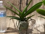 Double Spikes Phalaenopsis Shulong (3.5” Pot) - Image 13
