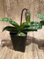 IN SPIKE - Paphiopedilum Quintal Jewel (Paph. Voodoo Jewel x Wiilliam Lewis) (2" pot) - Image 4