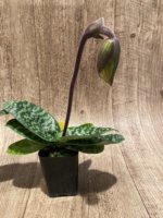 IN SPIKE - Paphiopedilum Quintal Jewel (Paph. Voodoo Jewel x Wiilliam Lewis) (2" pot) - Image 7