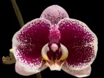 Double Spikes Phalaenopsis Reyoung Splash 'JB108' (4.5" pot)