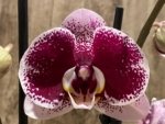 Double Spikes Phalaenopsis Reyoung Splash 'JB108' (4.5" pot) - Image 4