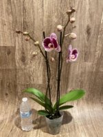 Double Spikes Phalaenopsis Reyoung Splash 'JB108' (4.5" pot) - Image 7