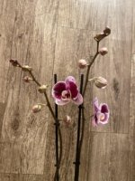 Double Spikes Phalaenopsis Reyoung Splash 'JB108' (4.5" pot) - Image 5