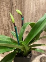 Double Spikes Paph. Wally's Weirdness × Barbi Playmate Multi Growths (3.5” Pot) - Image 3