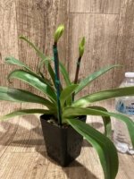 Double Spikes Paph. Wally's Weirdness × Barbi Playmate Multi Growths (3.5” Pot) - Image 6