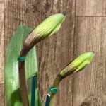 Double Spikes Paph. Horizontal Sunset x Barbi Playmate Multi Growths (3.5” Pot)