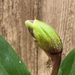 In  Spike Paph. Sheldrake x Beverley Rhodes) x (Invaison x Amanda) (3.5” pot)