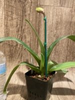 In Spike (Paph. Invasion × Amanda) x (Sheldrake × Beverley Rhodes) (3.5” pot) - Image 3