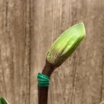 In  Spike Paph. Wally's Weirdeness × (Invasion × Amanda) (3.5” pot)