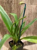 In  Spike Paph. Gratrixianum x (Sheldrake x Beverley Rhodes) Multi Growths (3.5” pot) - Image 5