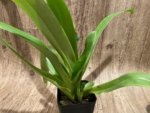In Spike Paph. Horizontal Sunset x Barbi Soccer Mom Multi Growths (3.5” pot) - Image 6