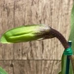 In Spike Paph. Horizontal Sunset × (Magic Mood x Stan Condon) Multi Growths (3.5” pot)