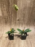 In Spike Paphiopedilum Grassauer Fowlton (Paph. tonsum alba x fowliei album) (2” pot) - Image 7