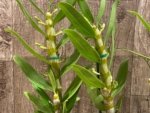In Buds Fragrant - Dendrobium Asian Smile ‘Cutie Girl' (4” pot) - Image 3